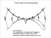 stroke amplitude expanding 
wing of a Stork