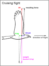 forces at a large bird in cruise flight