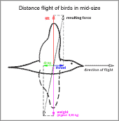 vektors of forces in a bird in level flight