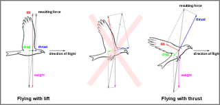 three flight attitudes at gait change of a bird