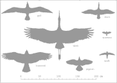 silhouettes of birds in flight