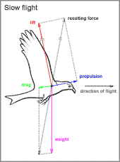 forces at a large bird in slow flight