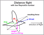 forces at a small bird in level flight