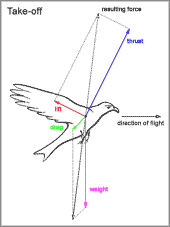force vectors of lift thrust and drag at a large bird