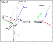 vectors of forces and velocities of a bird during take-off