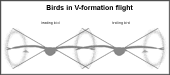 arrangement of birds and their tip vortices
