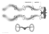 helical wing tip vortex or slipstream of a bird