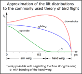 Lift distributions correspond to the bird flight theory