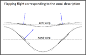 lift forces during up- and downstroke in bird`s flight