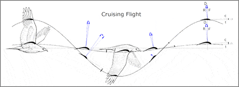 Motions and forces in flapping flight of a bird