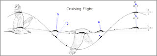 Motions and forces in flapping flight of a bird