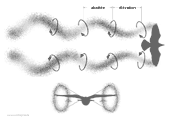 Tourbillon marginal de l'aile ou flux propulsif d'un oiseau