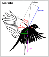 aviaire en approche