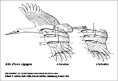 Aile d'une cigogne 
de Otto Lilienthal