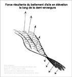 Force résultante du battement d'aile en élévation