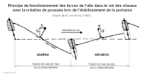 Mode d'obtention des forces de portance et de poussée dans le vol des oiseaux