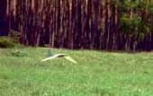Ornithoptermodell EV1 
der erste fliegende Elektro-Vogel