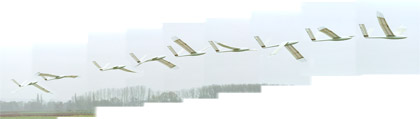 fotoserie van de vliegende slagvleugelmodel