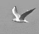 animation of a seagull in flight