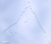 Flock of birds in flight by Titus Tscharntke