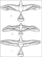 A study of flapping wings
