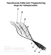 Kräfte beim Flügelaufschlag, von Otto Lilienthal