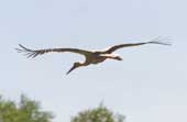 Foto von hinten auf einen Storch im Gleitflug