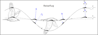 Bewegungen und Kräfte beim Schlagflug eines Vogels