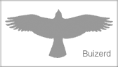 Silhouette van een vliegende buizerd