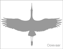 Silhouette van een vliegende zwarte ooievaar