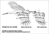 Krachten op de vleugel van een ooievaar tijdens de op- en neergaande slag