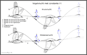 Bewegingen en krachten tijdens de slagvlucht van een vogel