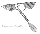 Ornithopter van A. Pénaud